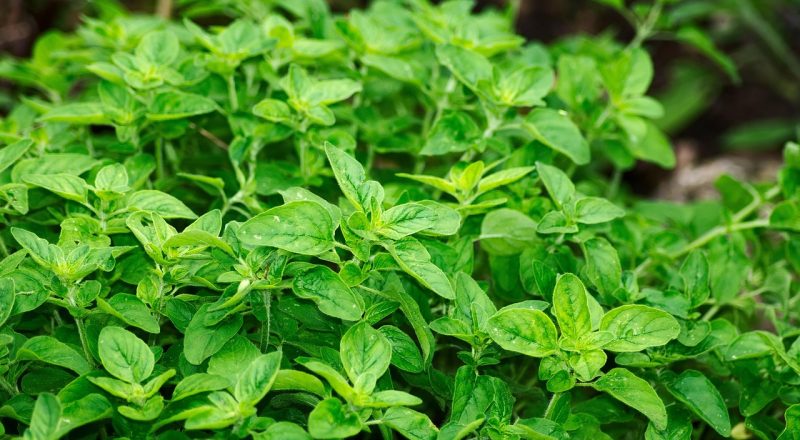 Oregano richtig pflanzen