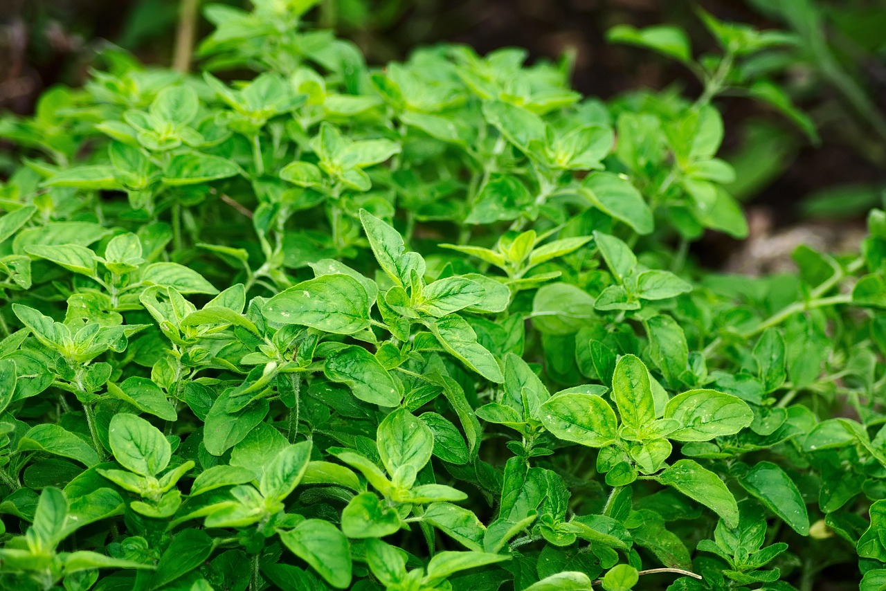 Oregano richtig pflanzen